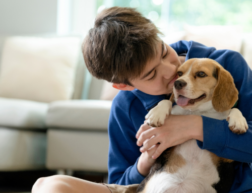 Pet dogs could combat genetic eczema risk in children